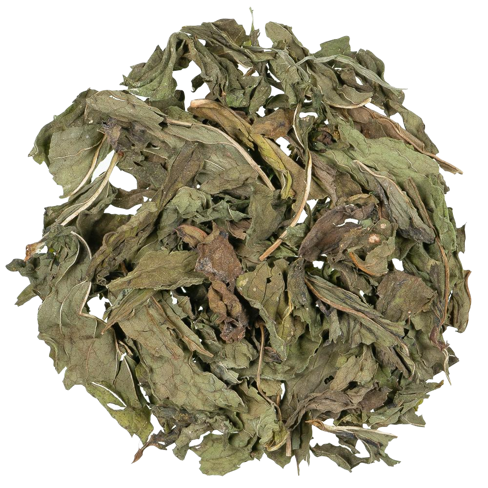 Infusion Nana Mint